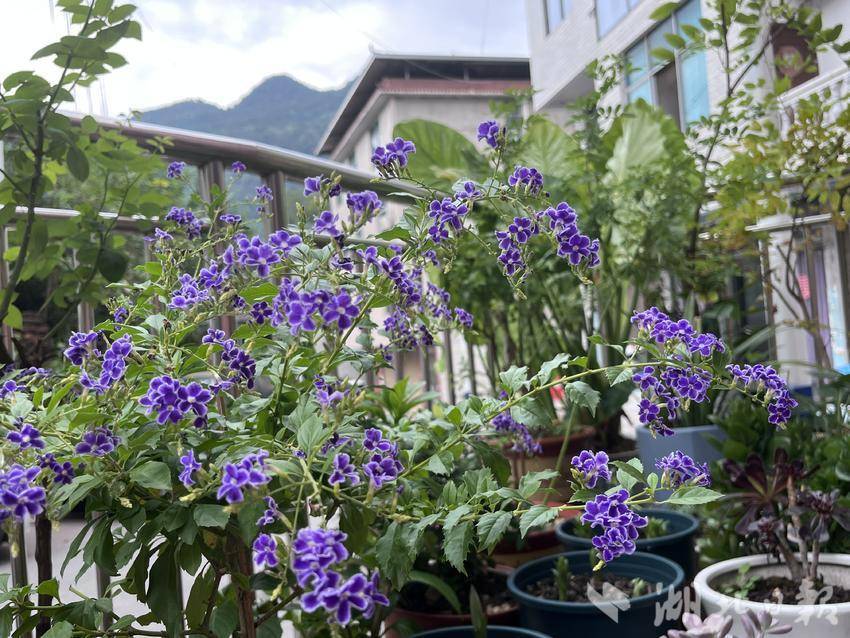 菠菜导航资讯